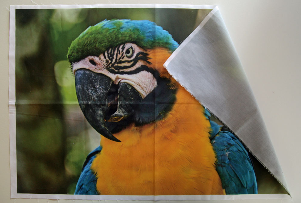 foto impresa sobre tela papagayo